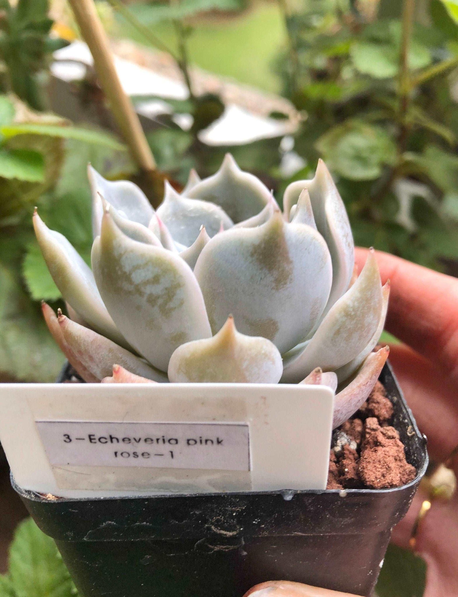 rose succulent pink Echeveria Pink Rose