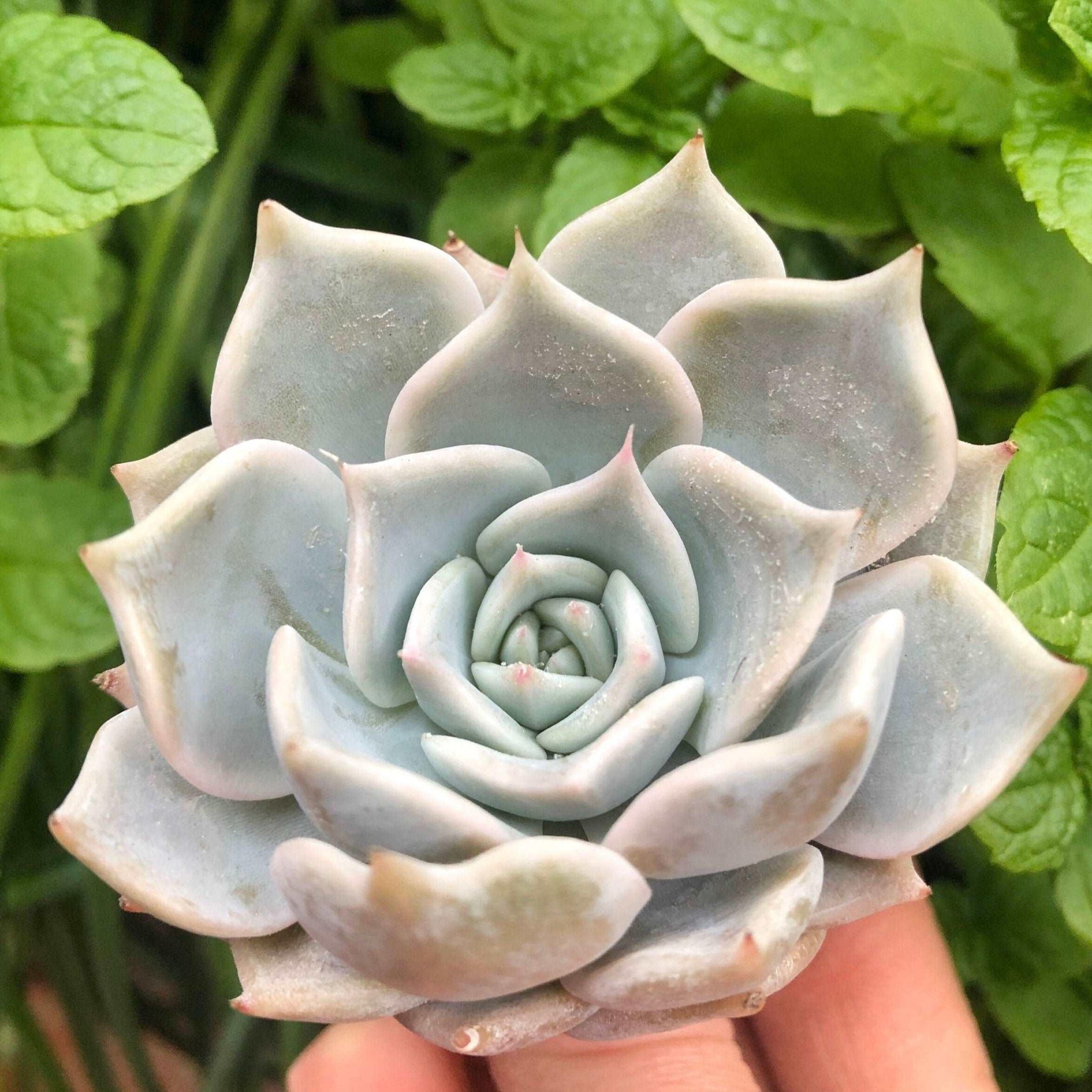 echeveria white rose succulent Echeveria Pink Rose