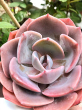 Load image into Gallery viewer, Echeveria Dusty Rose
