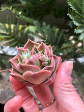 Load image into Gallery viewer, Echeveria Bordeaux
