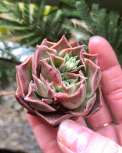 Load image into Gallery viewer, Echeveria Bordeaux
