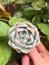 Load image into Gallery viewer, Echeveria Harley Queen
