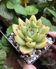Load image into Gallery viewer, Echeveria gold agaboides
