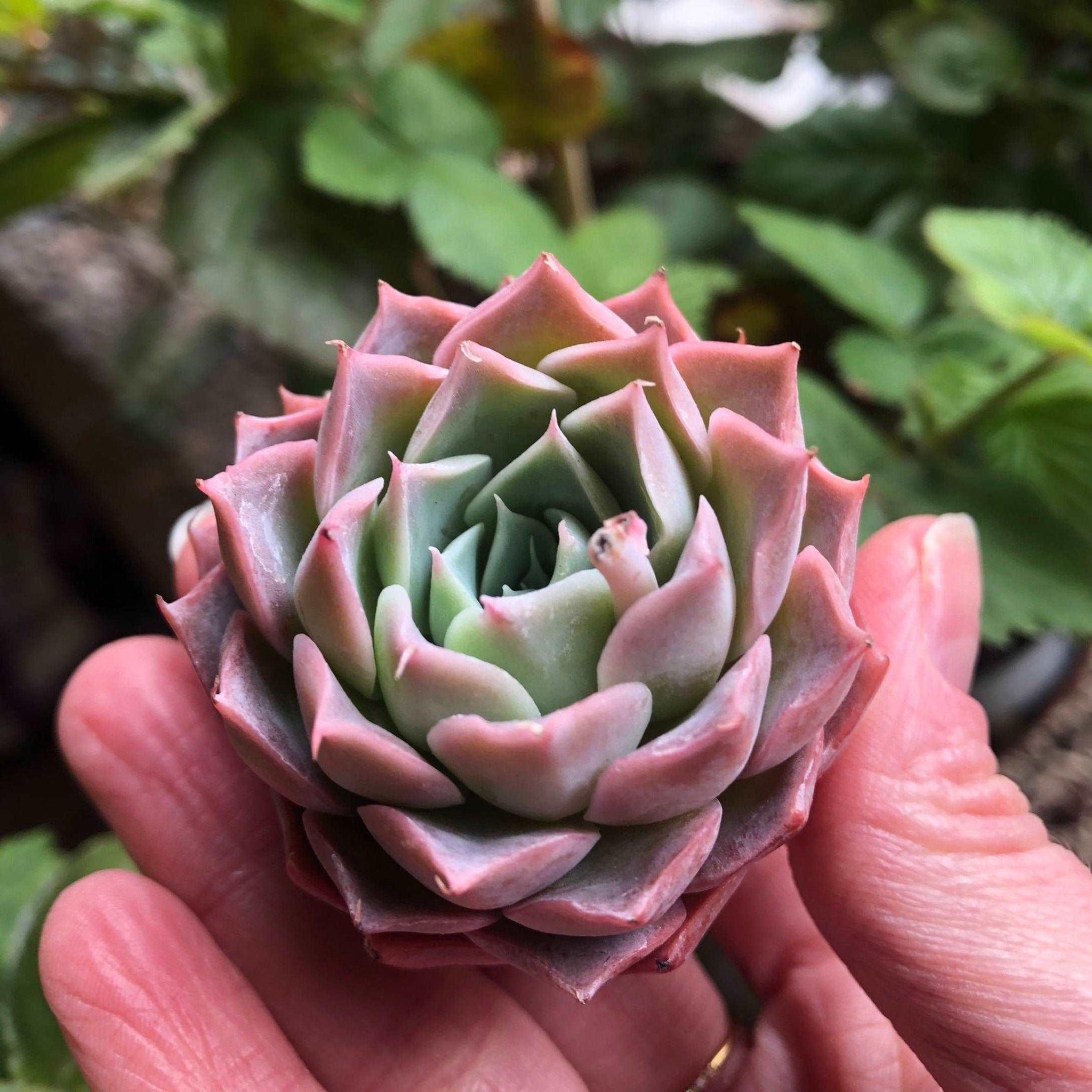 snowflake succulent Echeveria Snowflake