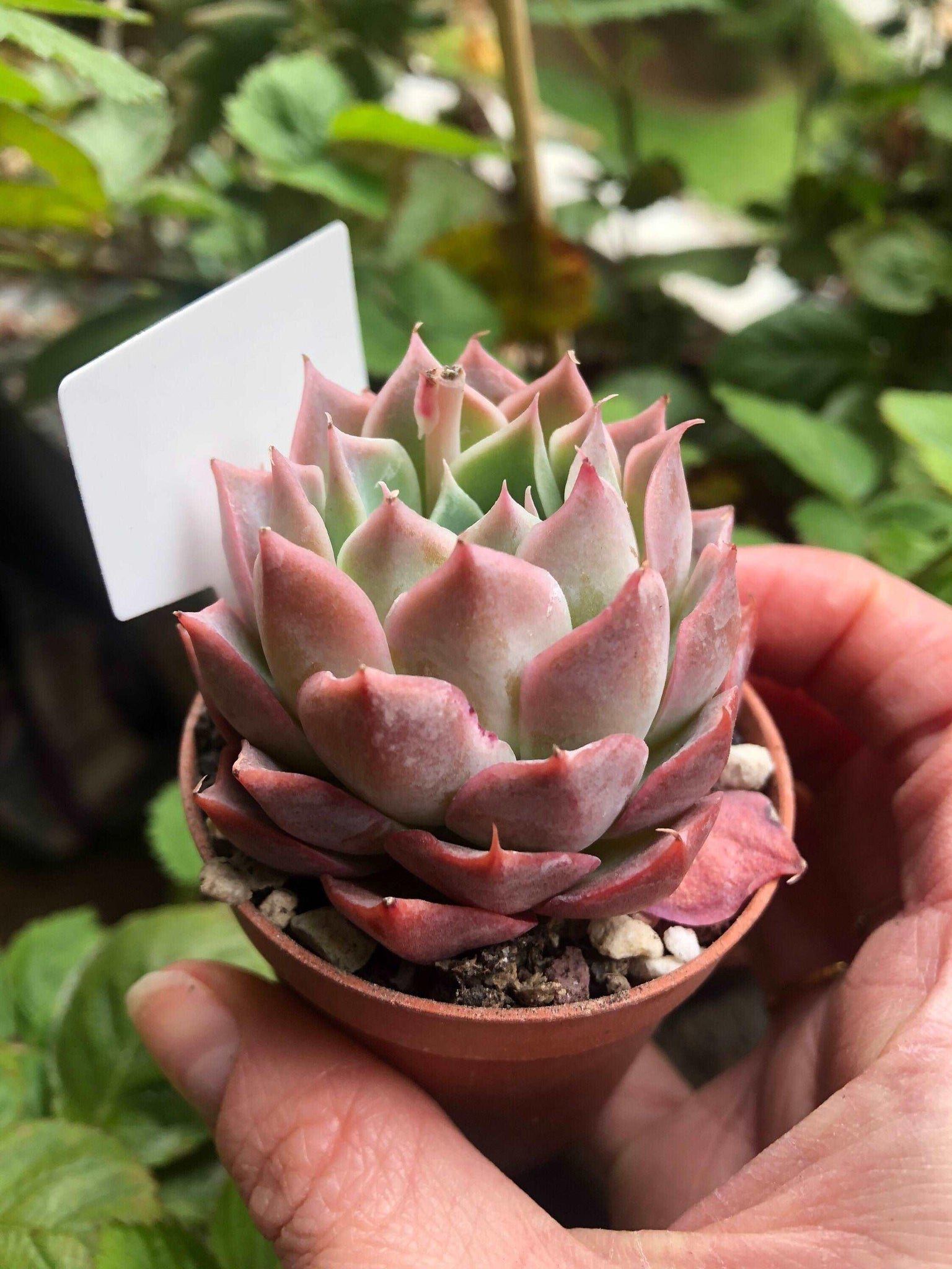 snowflake succulent Echeveria Snowflake