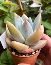 Load image into Gallery viewer, Echeveria White Dragon
