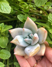 Load image into Gallery viewer, Echeveria White Dragon
