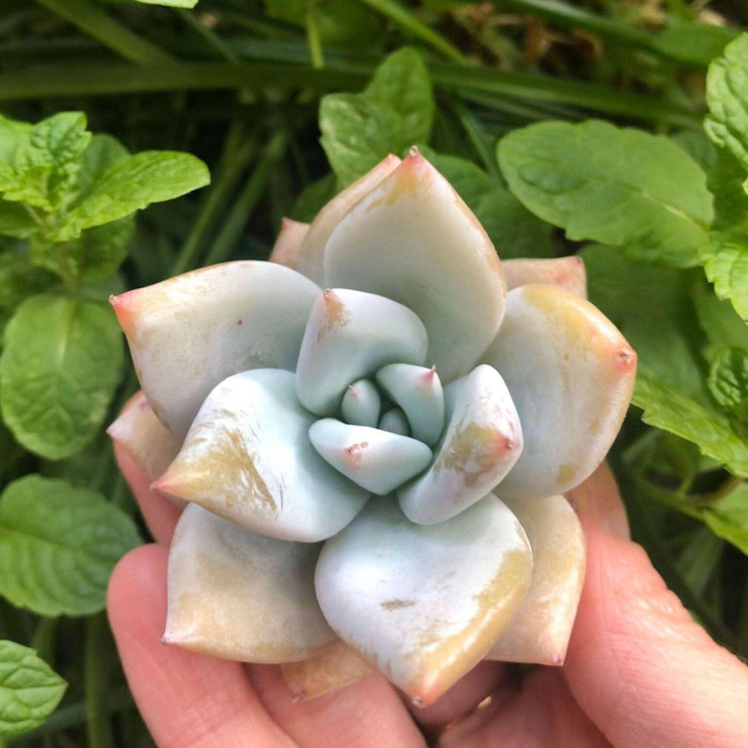 white lotus succulent Echeveria White Dragon