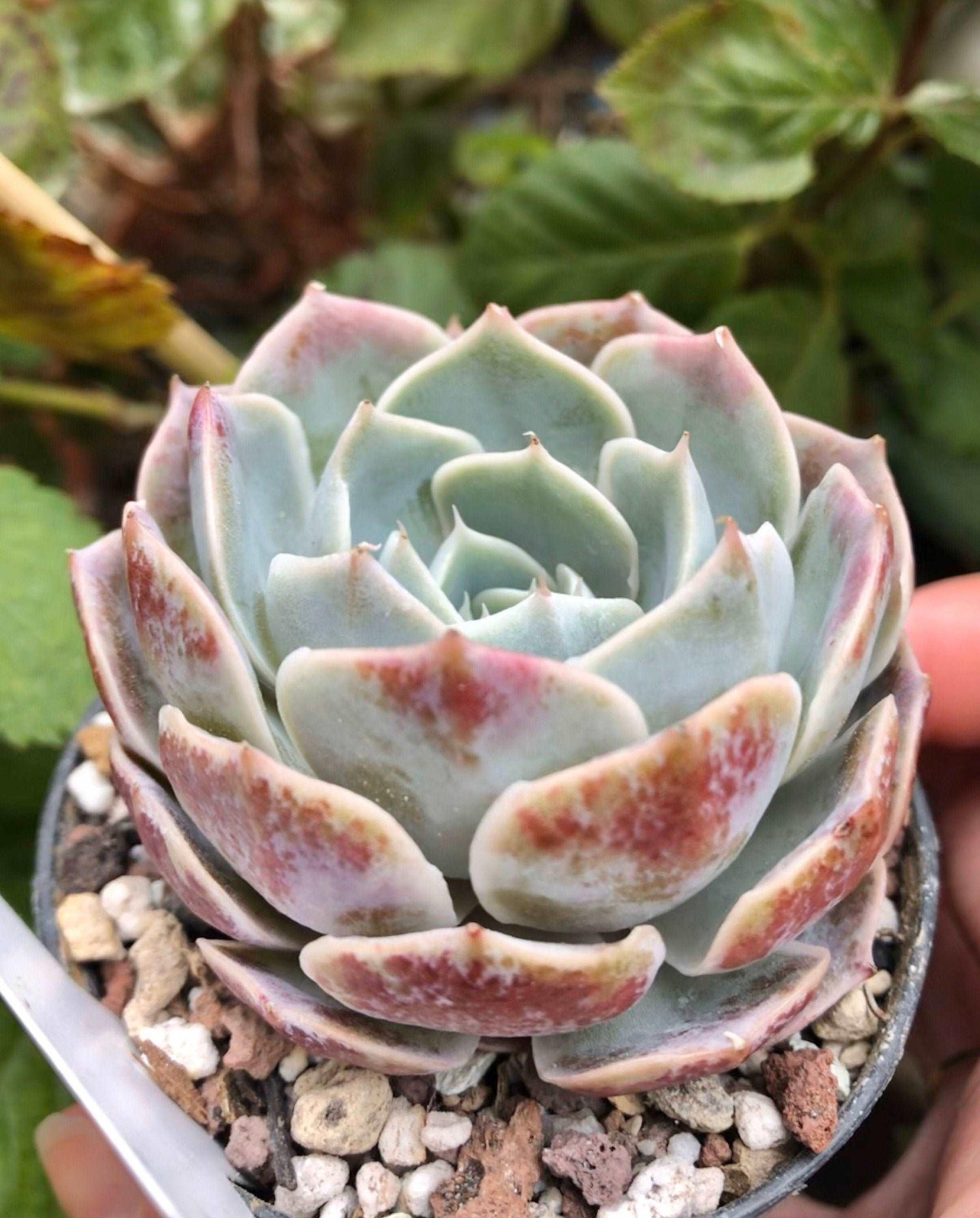 blue rose succulent flower Echeveria Blue Rose