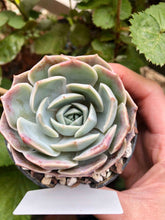 Load image into Gallery viewer, Echeveria Blue Rose
