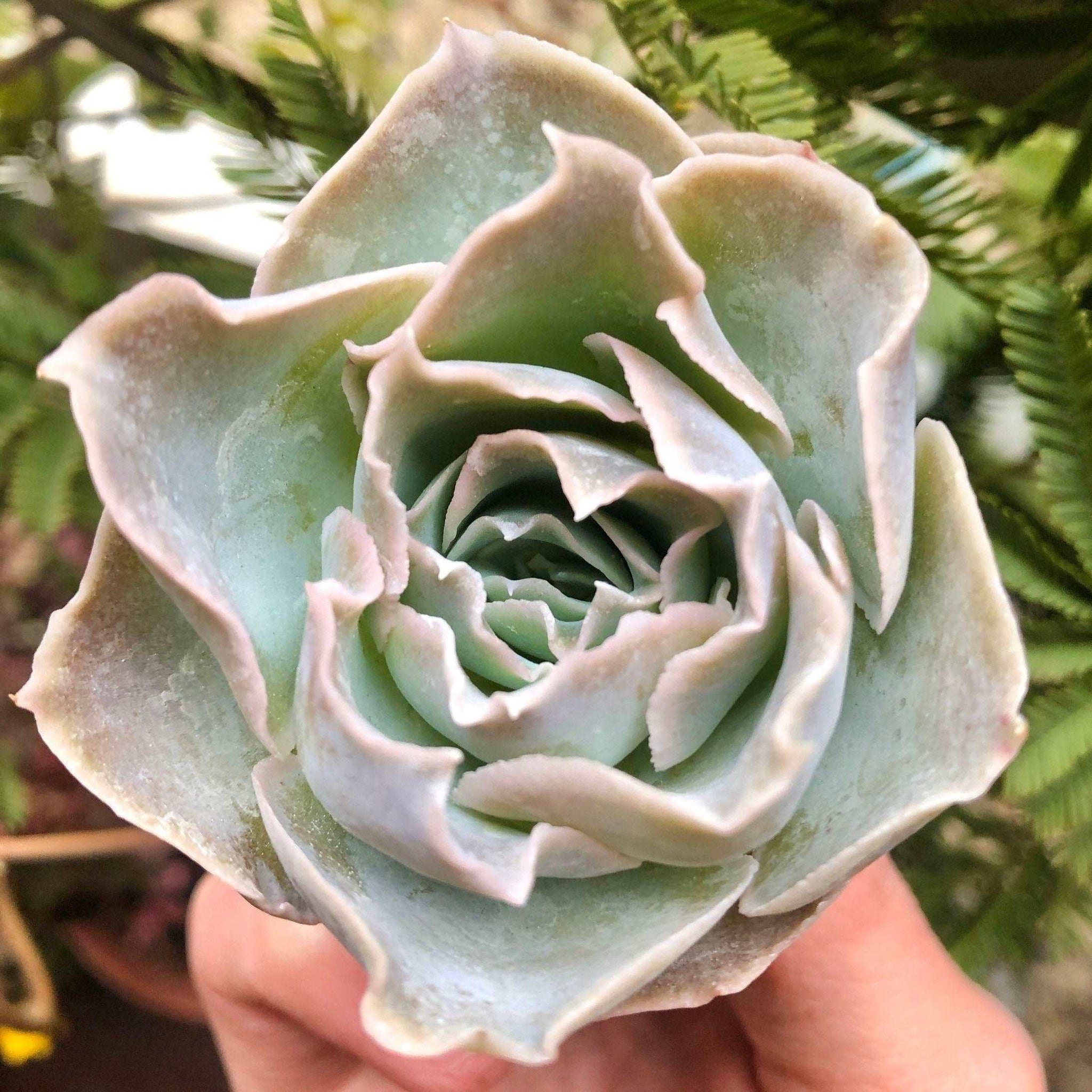 rose petal succulent Echeveria Rose Bell