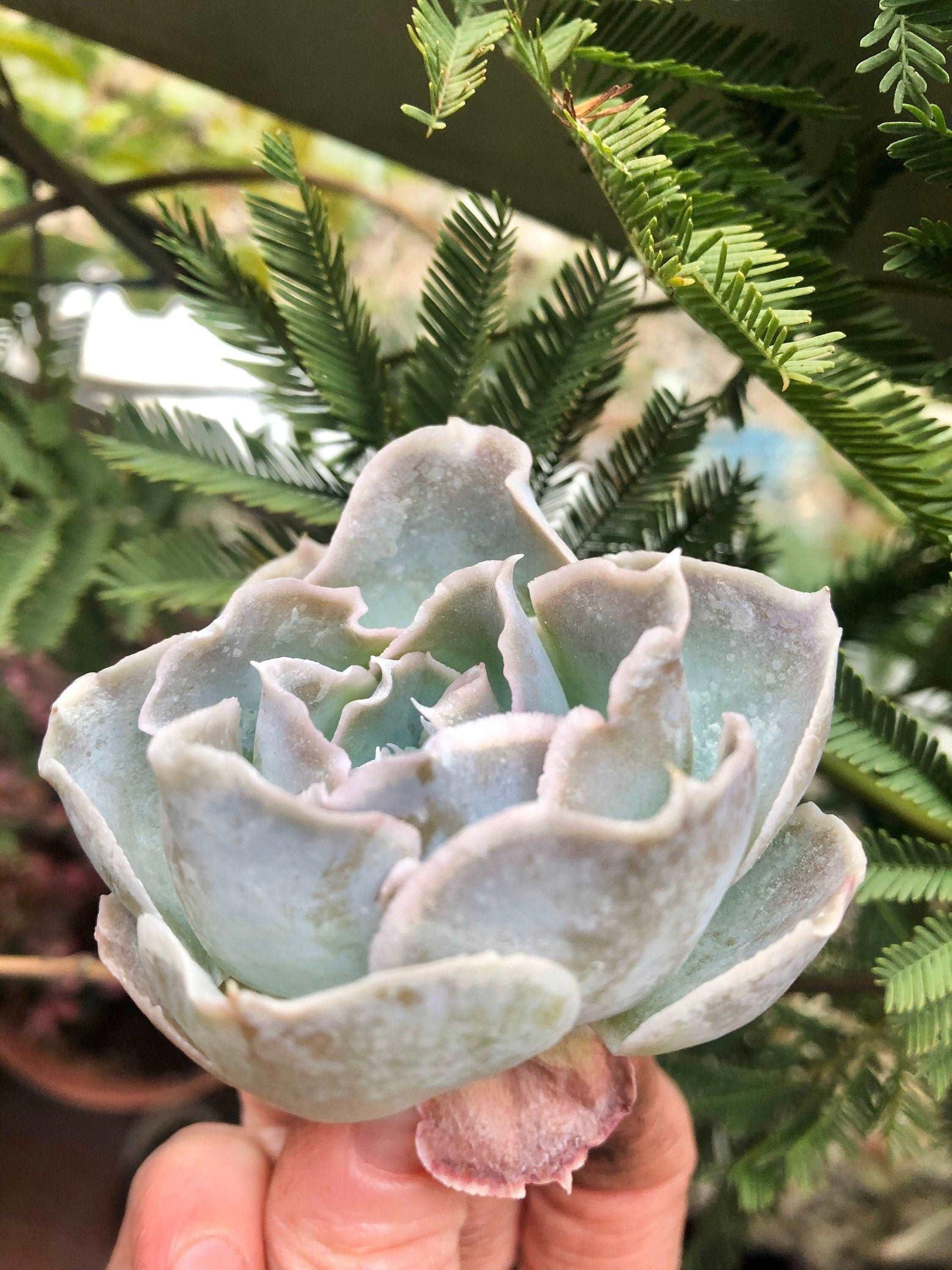 succulent with bell shaped flowers Echeveria Rose Bell
