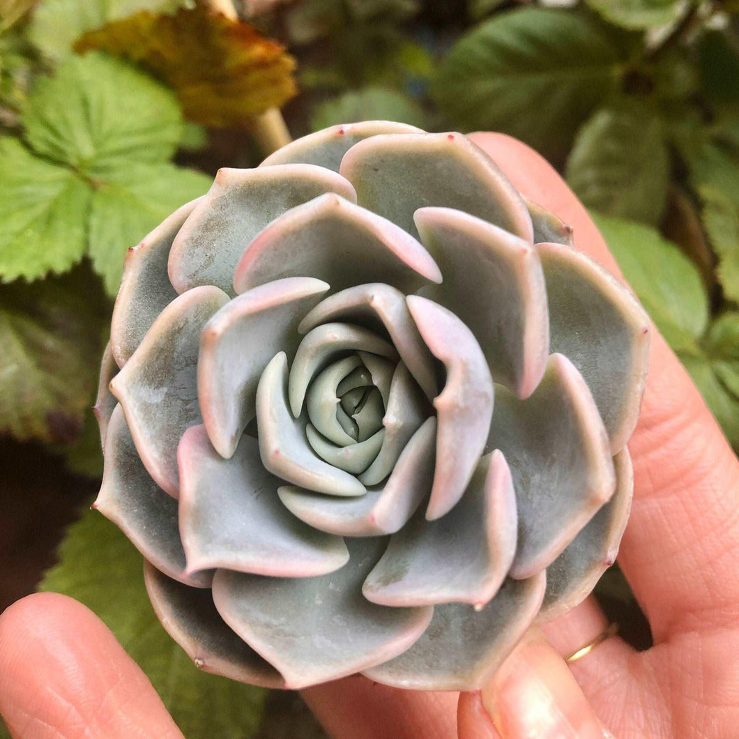 blue purple succulent Echeveria Purple Wave