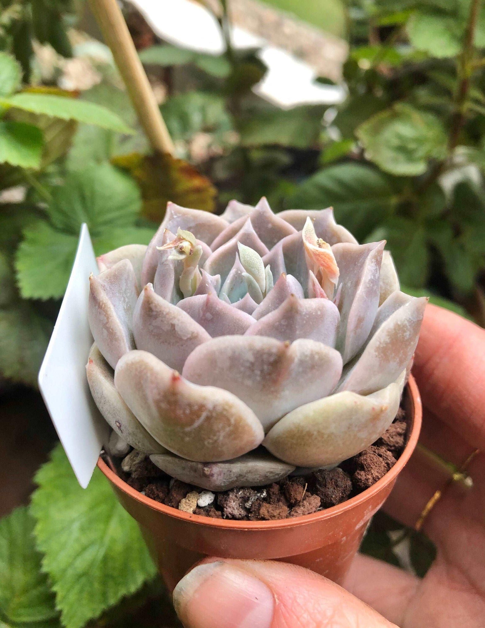 snowfall succulent Echeveria Snow Candy