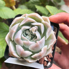 Load image into Gallery viewer, Echeveria Harley Queen
