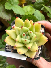 Load image into Gallery viewer, Echeveria gold agaboides
