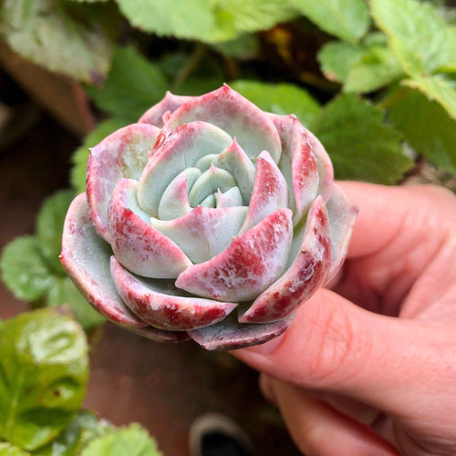 Echeveria Marianne