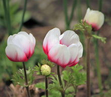 Load image into Gallery viewer, Anemone Jerusalem Red-White
