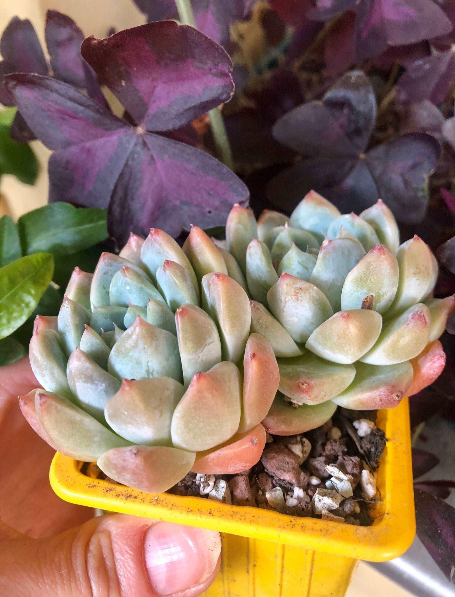 alba beauty succulent Echeveria Alba Beauty
