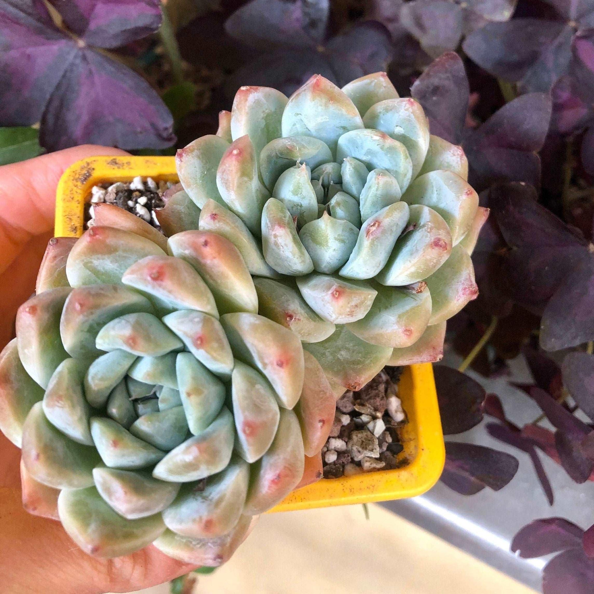 alba beauty succulent Echeveria Alba Beauty