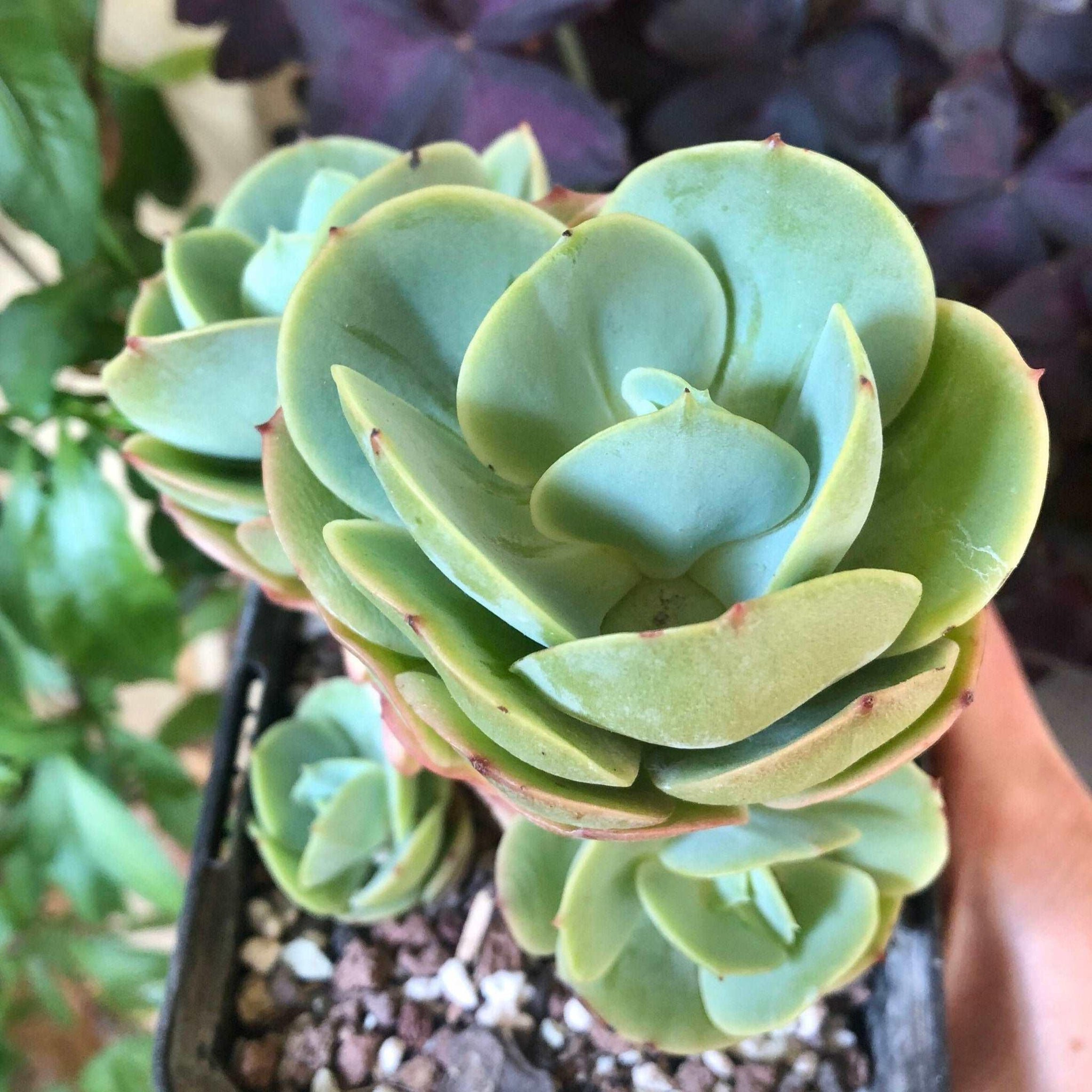 peach succulent Echeveria Peach Pride
