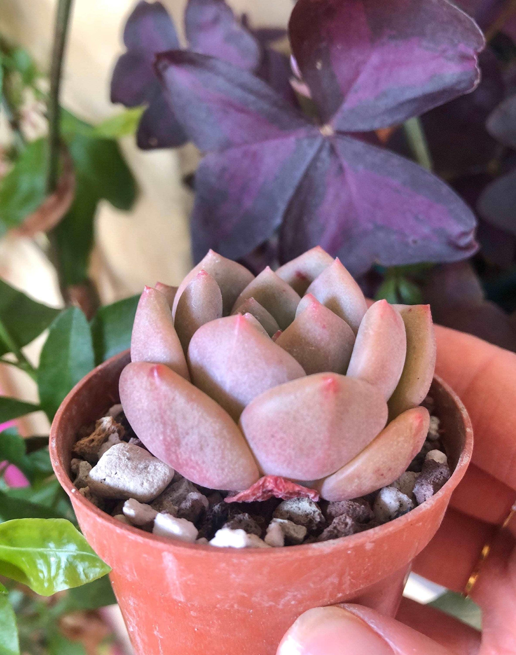 Echeveria Ariel