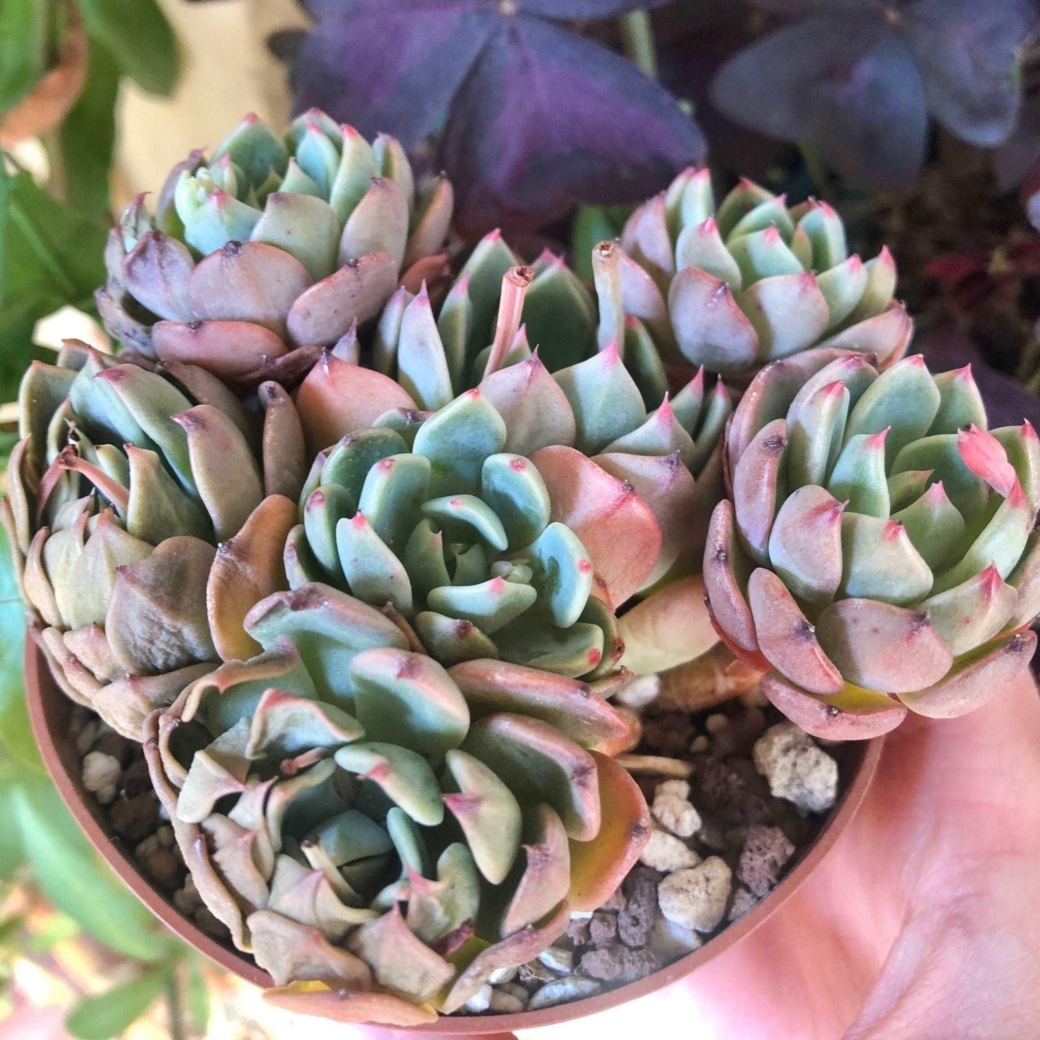 infinity succulent Echeveria Nanahukumini