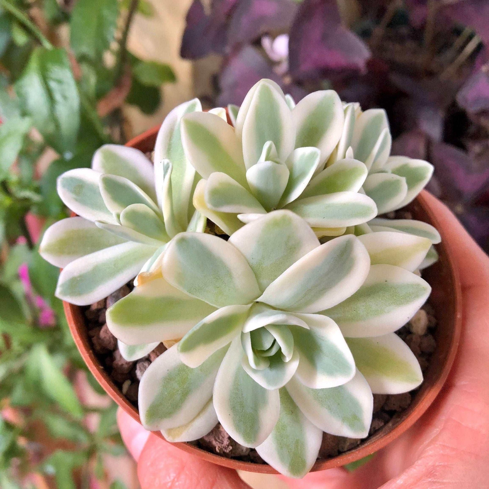 sedum treleasei succulent Sedum Treleasei Variegata
