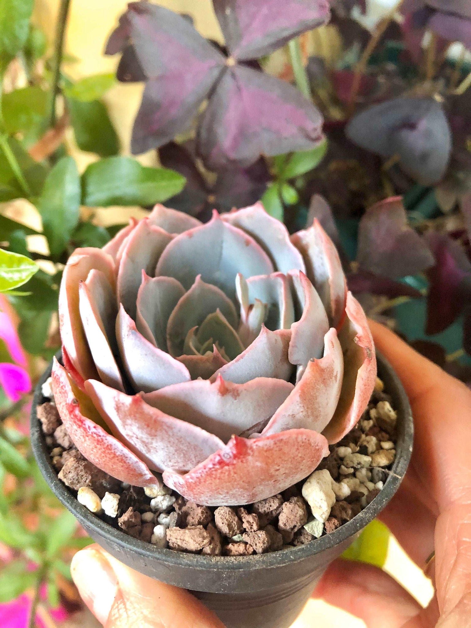 succulent dusty rose Echeveria Pinky
