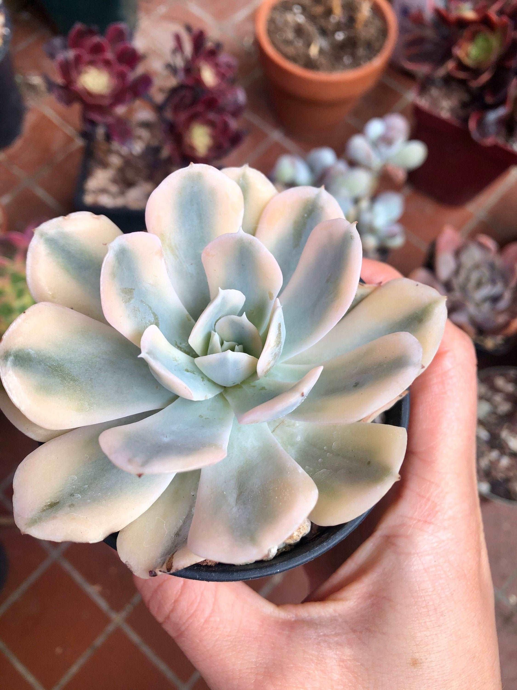 【ケイスケ】echeveria Leather Switiching il-fullxfull-4996939142-m7zo-