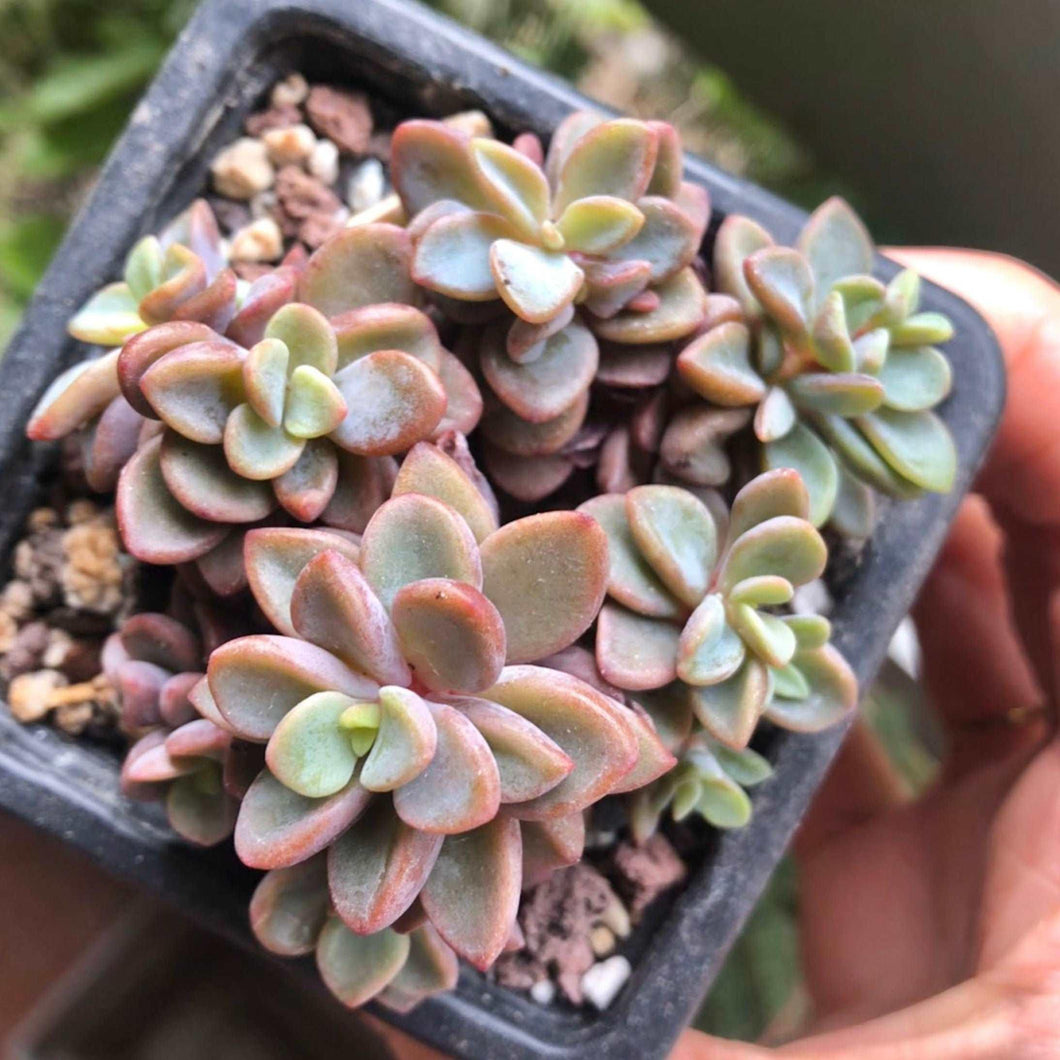 cvs succulents Echeveria cv Rezry