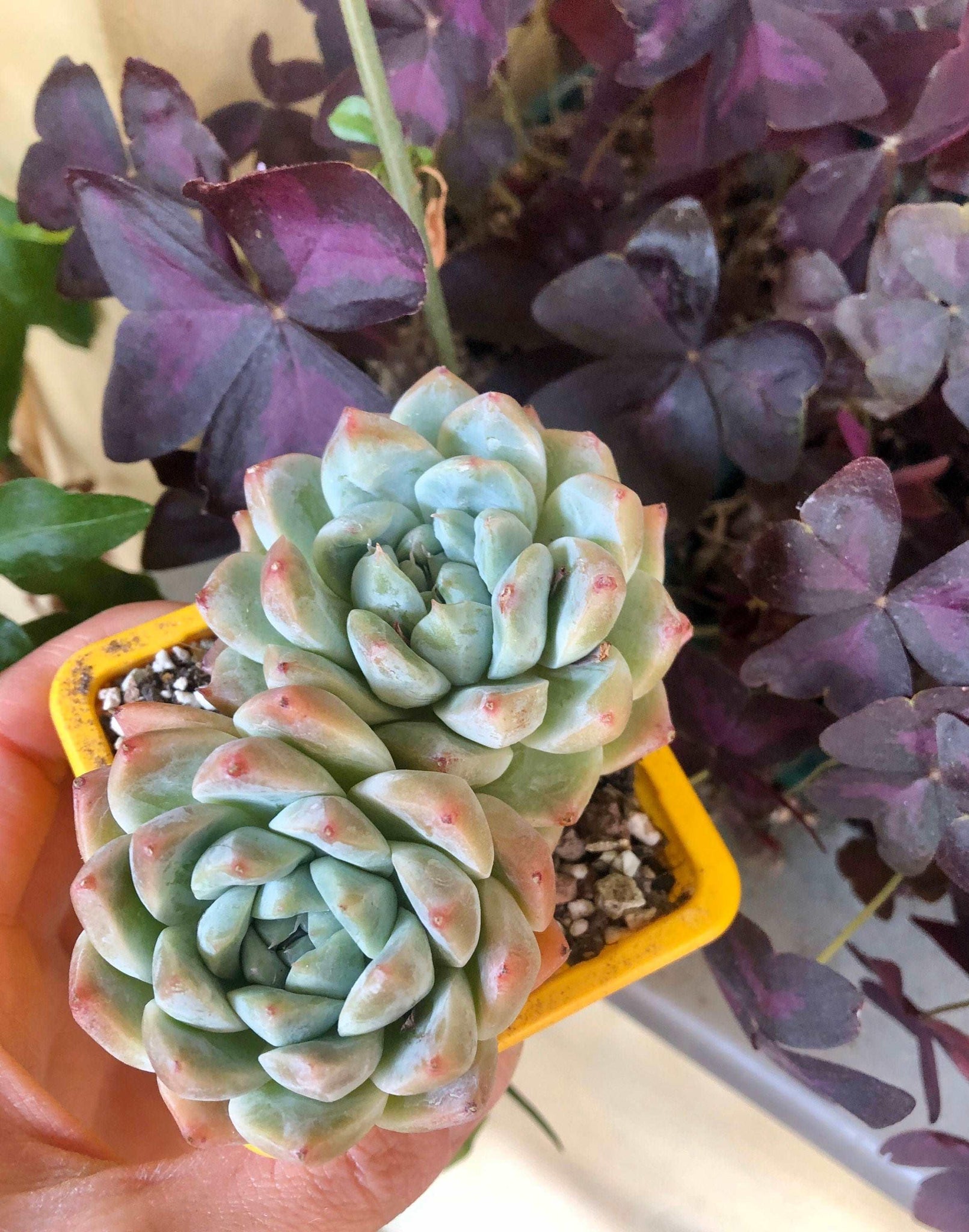 alba beauty succulent Echeveria Alba Beauty