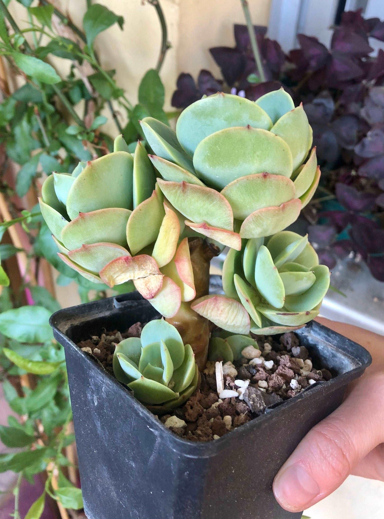 peach pride succulent Echeveria Peach Pride