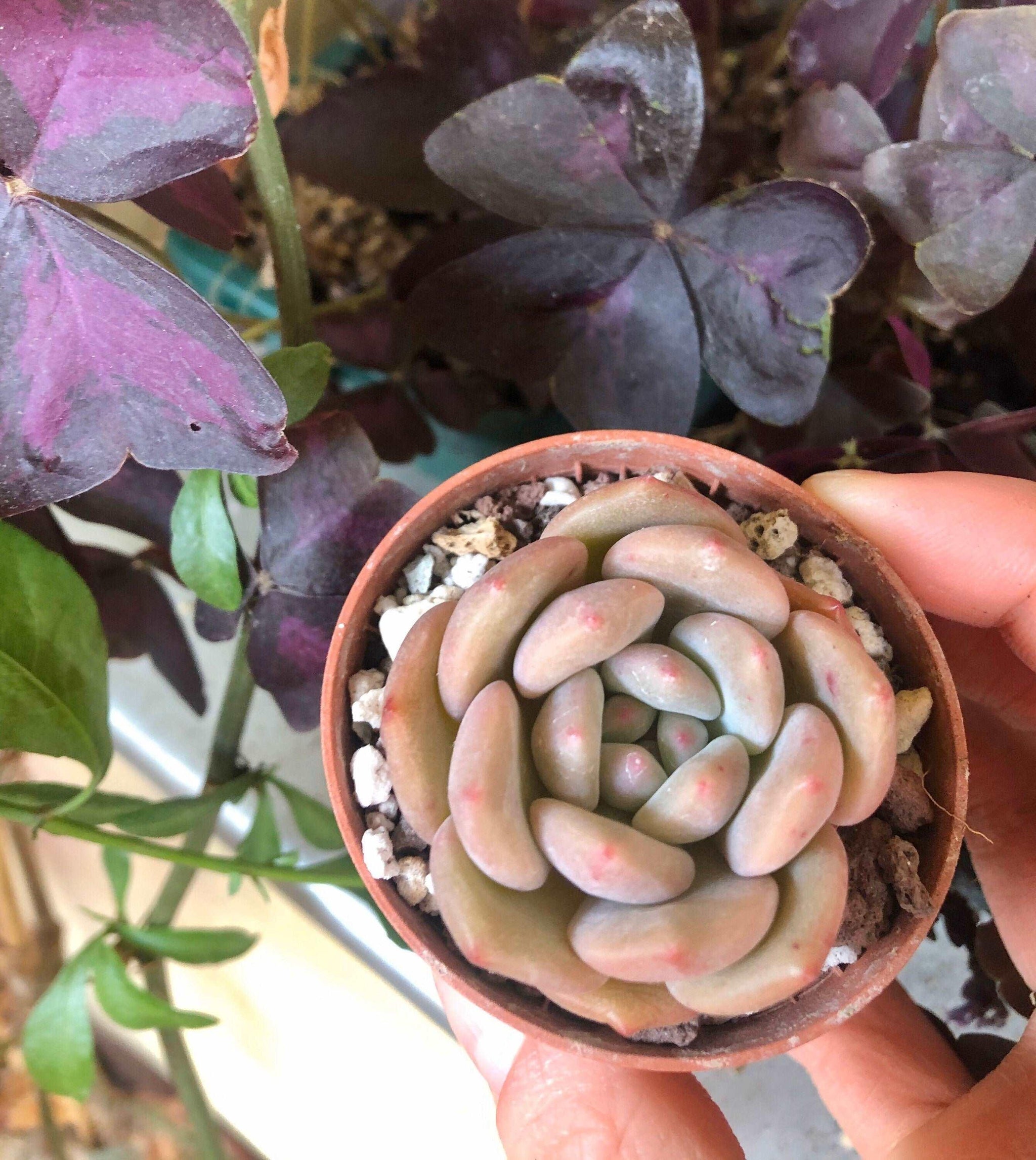 Echeveria Ariel