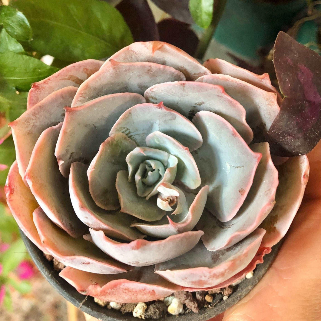 Echeveria Pinky