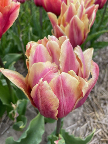 Tulip La Vie en Rose
