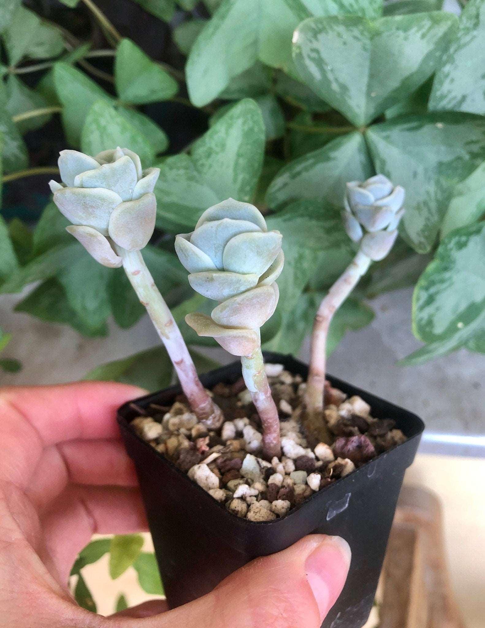 graptoveria lovely rose succulent Graptoveria Lovely Rose