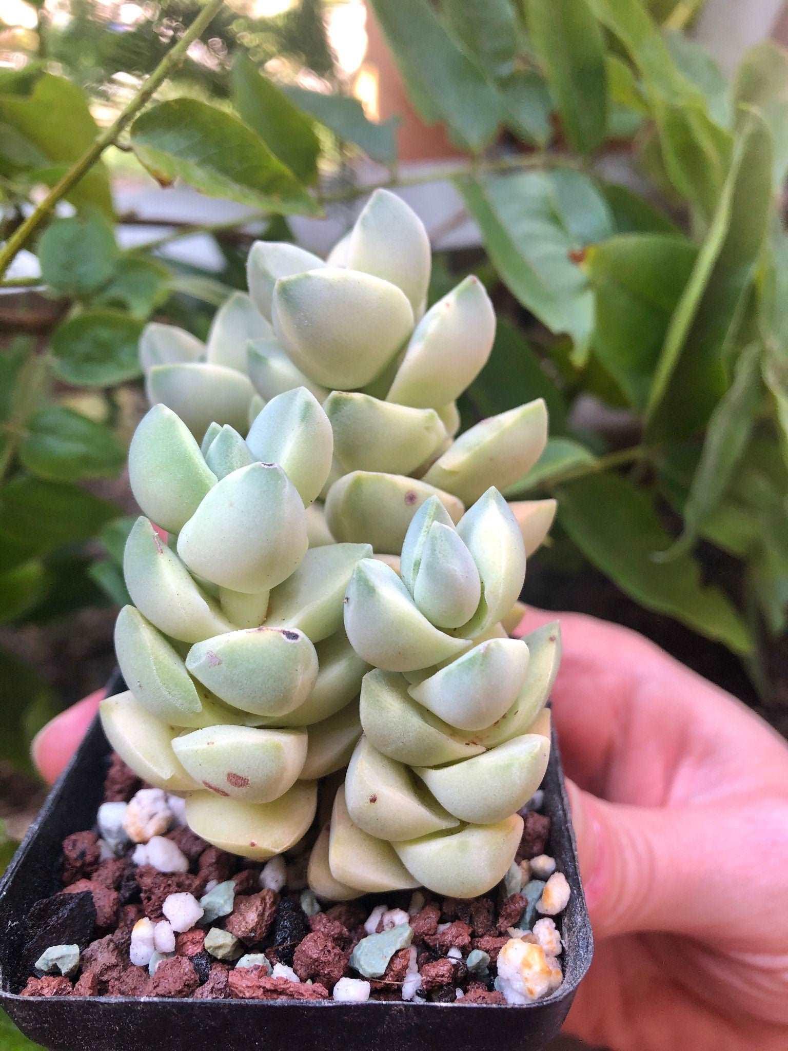 Crassula Moonglow variegata