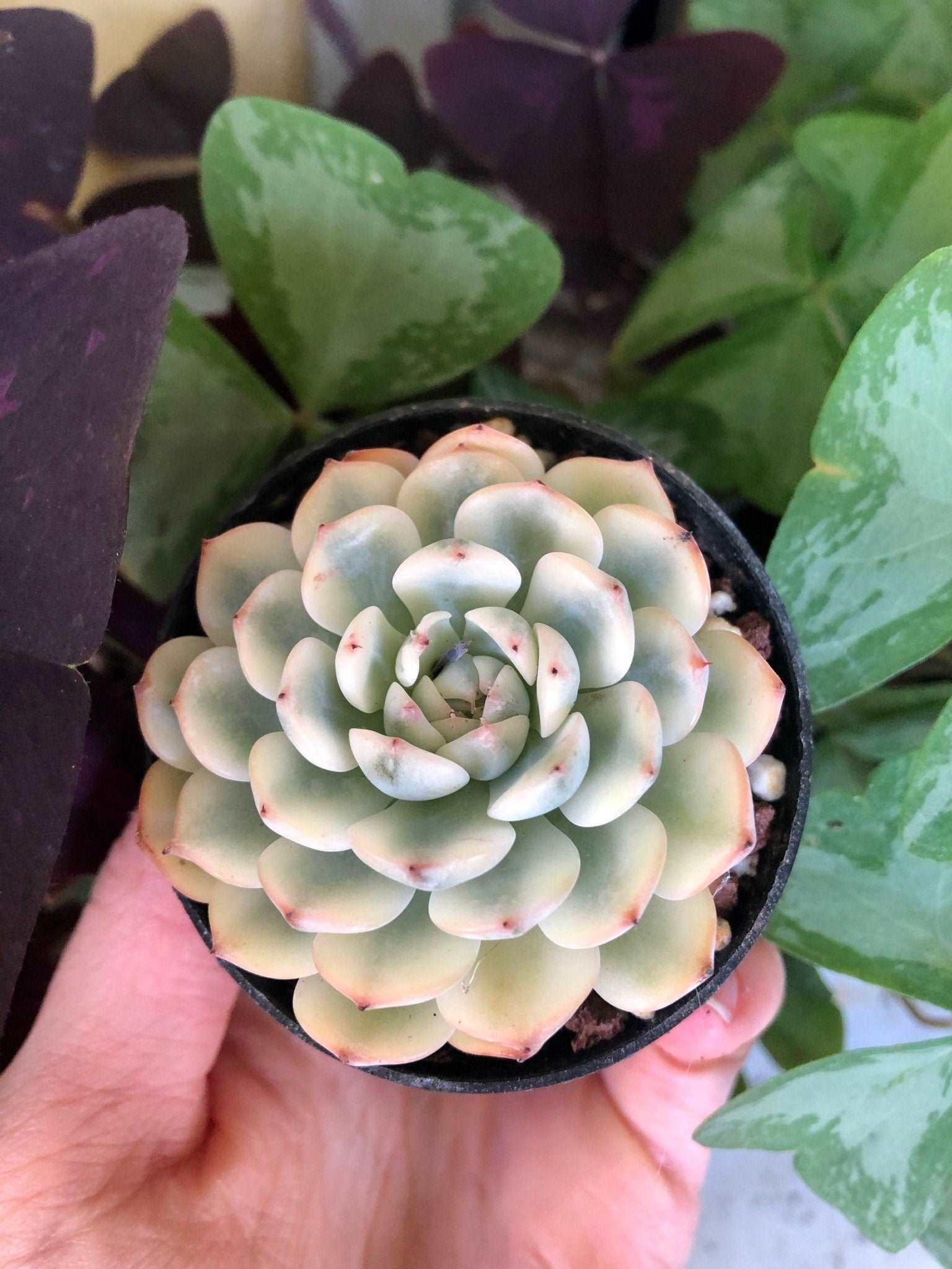 etsy succulent plants Echeveria Minima Variegata
