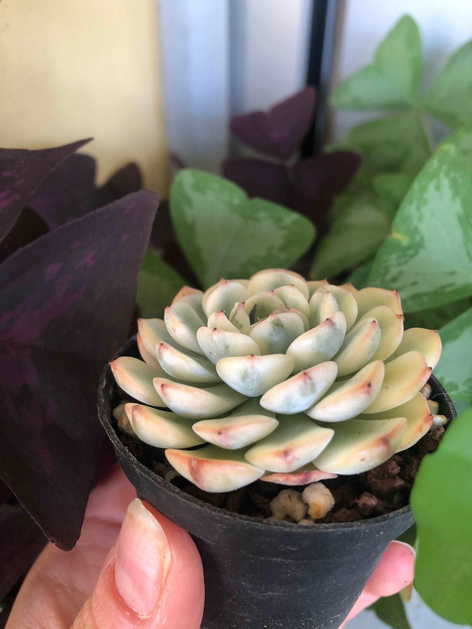 minima succulent Echeveria Minima Variegata