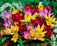 Tulip Botanical Mix