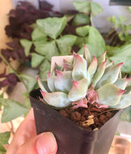 Load image into Gallery viewer, Echeveria Icon
