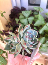 Load image into Gallery viewer, Echeveria Icon
