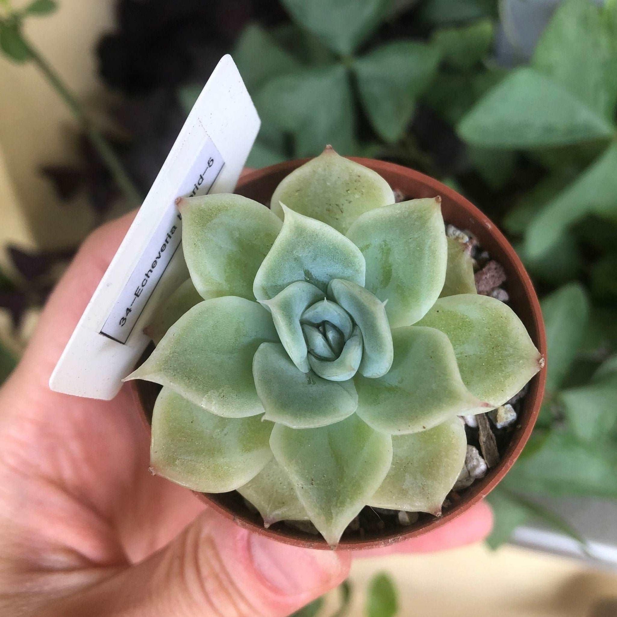lemon succulent Echeveria Lemon Rose
