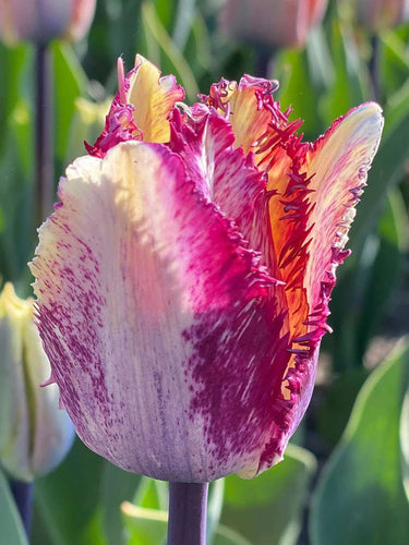 Tulip Color Fusion