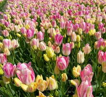 Load image into Gallery viewer, Tulip Dream Club

