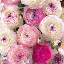 Charger l&#39;image dans la galerie, Ranunculus &quot;Picotee Pink&quot;
