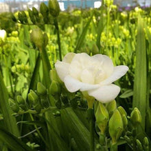 Load image into Gallery viewer, Freesia Double White Versailles® bulbs/corms
