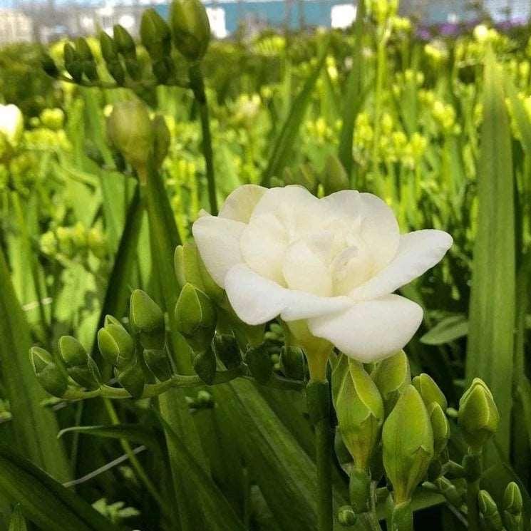 Flower bulbs for sale | Buy high-quality and rare flower bulbs online
