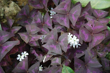 Load image into Gallery viewer, Oxalis Triangularis
